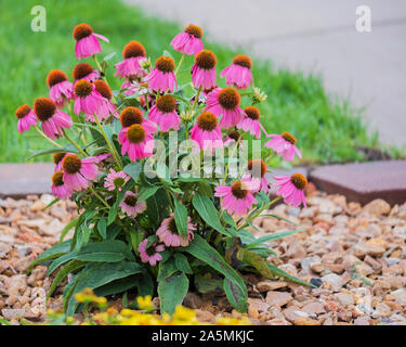 Sonnenhut, "POWWOW", Echinacea, Pflanzen in einem Garten in Kansas, USA wächst. Stockfoto