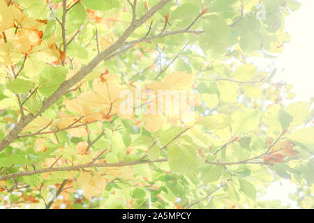 Heller Hintergrund farbiger Blätter im Herbst. Grün, gelb und orange Farbe Stockfoto