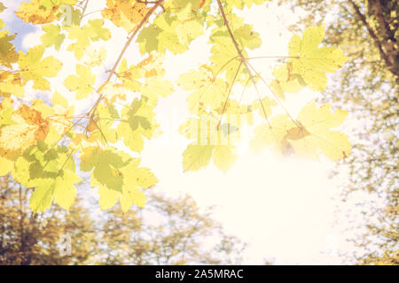 Heller Hintergrund farbiger Blätter im Herbst. Grün, gelb und orange Farbe Stockfoto