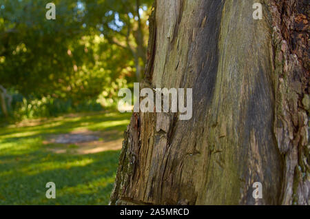 Veraltete Baumrinde Stockfoto