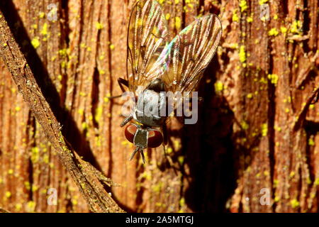Fliegen an der Wand Stockfoto