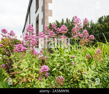 Rosa Centranthus ruber wachsen auf einer Bank im Sommer. Im Sommer eine blühende Staude, die vollständig winterhart und ideal für einen heabaceous Grenze Stockfoto