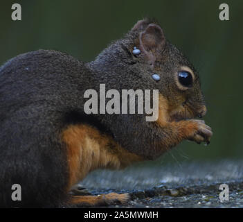 Ein Douglas-Eichhörnchen (Tamiasciurus douglasii) mit blutgefüllten Zecken auf dem Kopf. Stanley Park, Vancouver, British Columbia, Kanada. Stockfoto