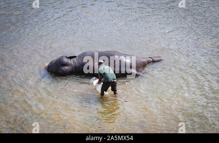 Pinnawala / Sri Lanka: August 03 - 2019: Die unspezifische Mann, Badewanne mit seinen Elefanten am Fluss in der Nähe von Pinnawala. Hier ist ein Kindergarten eine Stockfoto