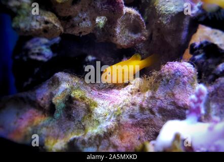 Gelbe clown Grundel - gobiodon Menagei Stockfoto