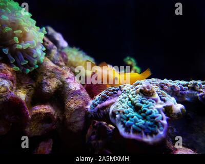 Gelbe clown Grundel - gobiodon Menagei Stockfoto