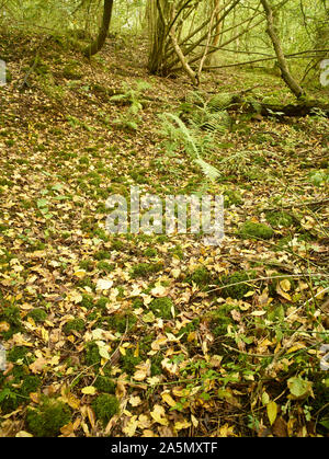 Farne im Herbst auf einem Surrey Waldboden mit Laub und Ändern von Laub, Kent, England, Vereinigtes Königreich, Europa Stockfoto