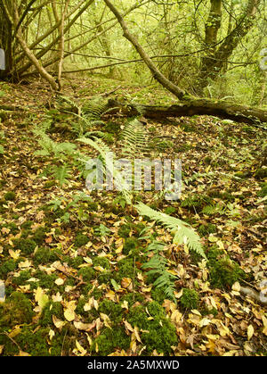 Farne im Herbst auf einem Surrey Waldboden mit Laub und Ändern von Laub, Kent, England, Vereinigtes Königreich, Europa Stockfoto