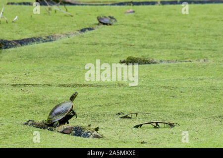 Vadnais Heights, MN. Vadnais Lake Regional Park. Western gemalte Schildkröte, Chrysemys picta bellii, sitzen auf einem anmelden. Stockfoto