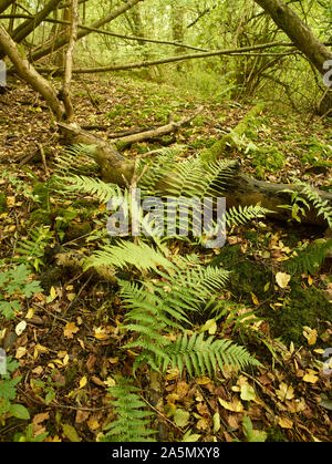 Farne im Herbst auf einem Surrey Waldboden mit Laub und Ändern von Laub, Kent, England, Vereinigtes Königreich, Europa Stockfoto