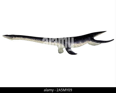 Plesiosaurus war eine fleischfressende marine Reptil, die in den umgebenden Meere England während der Kreidezeit lebten. Stockfoto