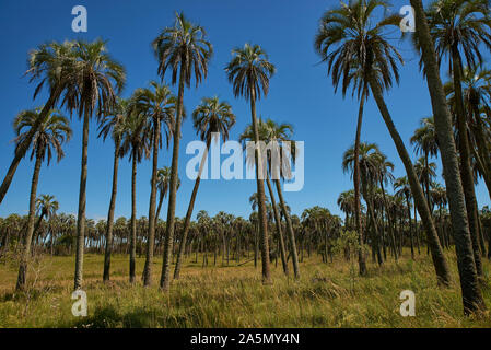 Native palm Wald im Nationalpark El Palmar Stockfoto