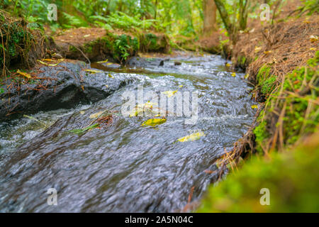 Kleine fließende Strom Waschmaschine Blätter entlang fließt durch Neuseeland Bush. Stockfoto