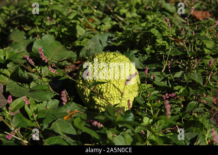 Große Osage orange wissenschaftlicher Name Maclura pomifera Obst auf dem Boden liegend im Herbst Stockfoto