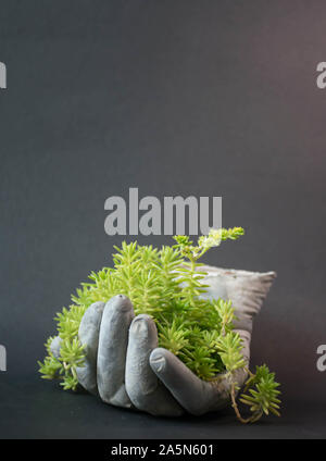 Hausgemachte dia Zimmerpflanzen Idee Stockfoto