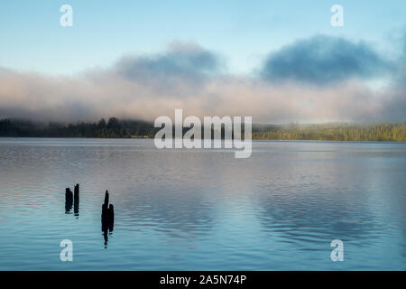 Quinault, Washington. Nebel Rollen in über Lake Quinault im Olympic National Park an einem schönen Tag. Stockfoto