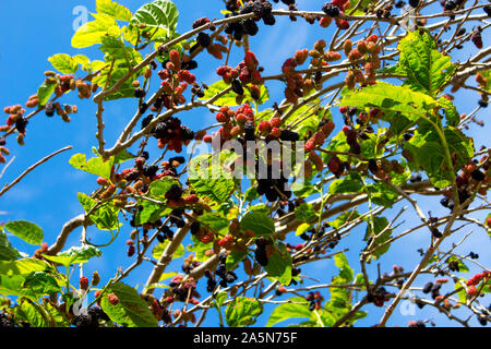 Morus alba Pendula Weinen Maulbeerbaum ein schöner kleiner Baum mit langen hängend Zweige, die Schleife in Richtung Boden und süße Frucht produzieren. Stockfoto