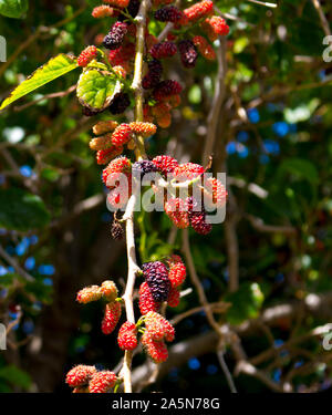 Morus alba Pendula Weinen Maulbeerbaum ein schöner kleiner Baum mit langen hängend Zweige, die Schleife in Richtung Boden und süße Frucht produzieren. Stockfoto