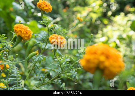 Mexikanische Ringelblume / Tagetes Blumen in einem schönen Garten in Laos Stockfoto