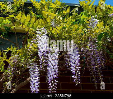 Duftende Blütentrauben hängend Weinen der schönen Wisteria sinensis in eine Erbse Familie Fabaceae im Frühjahr blühen mit blassen Violett und Lila Blüten. Stockfoto