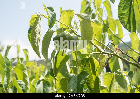 Frisches Sacha Inchi (Plukenetia volubilis) / Inka Erdnüsse Frucht auf einer grünen Pflanze in einem Plantage / Anbau in Laos Stockfoto