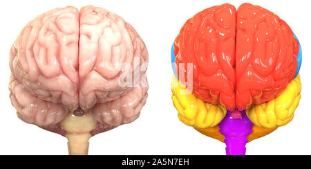 Zentrale Organ des menschlichen Nervensystem Gehirn mit Etiketten Anatomie anteriore Ansicht Stockfoto