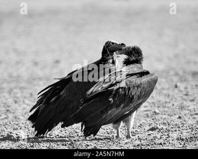 Ein paar Lappet-faced Geier in Southern African Savannah Stockfoto