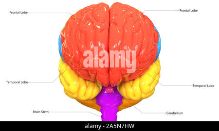 Zentrale Organ des menschlichen Nervensystem Gehirn mit Etiketten Anatomie anteriore Ansicht Stockfoto
