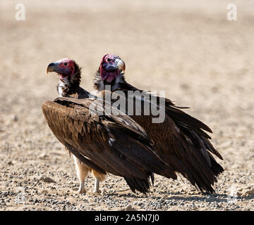 Ein paar Lappet-faced Geier in Southern African Savannah Stockfoto
