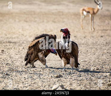 Ein paar Lappet-faced Geier in Southern African Savannah Stockfoto