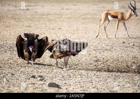 Ein paar Lappet-faced Geier in Southern African Savannah Stockfoto