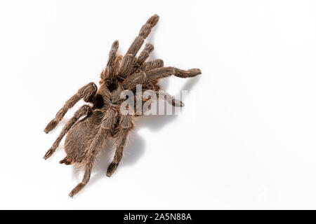 Asiatischen Arten Tarantula Spinne gefunden in Thailand, der wissenschaftliche Name ist 'Haplopelma minax Theraphosidae Haplopelma'. Stockfoto