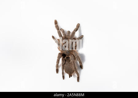 Asiatischen Arten Tarantula Spinne gefunden in Thailand, der wissenschaftliche Name ist 'Haplopelma minax Theraphosidae Haplopelma'. Stockfoto