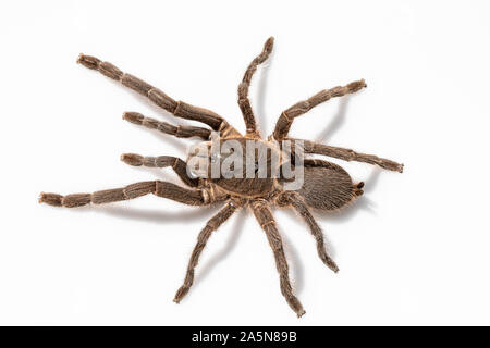 Asiatischen Arten Tarantula Spinne gefunden in Thailand, der wissenschaftliche Name ist 'Haplopelma minax Theraphosidae Haplopelma'. Stockfoto