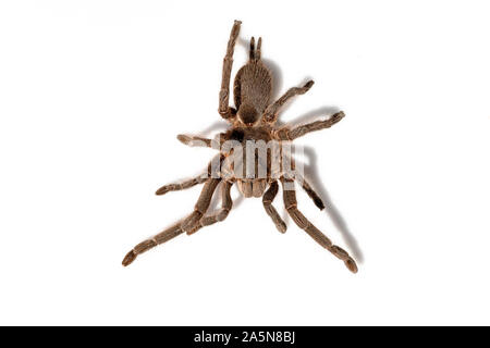 Asiatischen Arten Tarantula Spinne gefunden in Thailand, der wissenschaftliche Name ist 'Haplopelma minax Theraphosidae Haplopelma'. Stockfoto