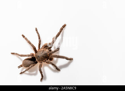 Asiatischen Arten Tarantula Spinne gefunden in Thailand, der wissenschaftliche Name ist 'Haplopelma minax Theraphosidae Haplopelma'. Stockfoto