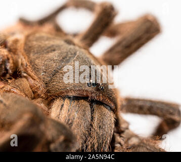 Asiatischen Arten Tarantula Spinne gefunden in Thailand, der wissenschaftliche Name ist 'Haplopelma minax Theraphosidae Haplopelma'. Stockfoto