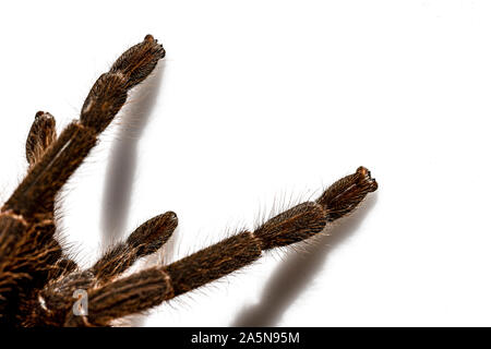 Asiatischen Arten Tarantula Spinne gefunden in Thailand, der wissenschaftliche Name ist 'Haplopelma minax Theraphosidae Haplopelma'. Stockfoto