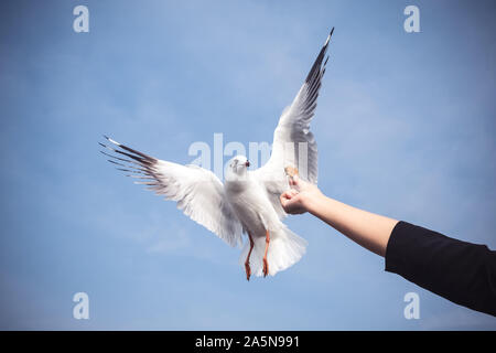 Closeup Bild einer Person steigende Hand Fütterung eine schöne Feder Möwe mit blauer Himmel Stockfoto