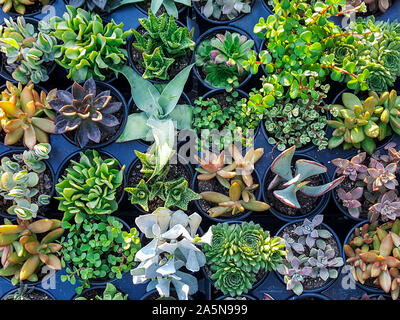 Blick von oben auf die bunten Miniatur wüste Sukkulenten auf Verkauf zu einem nurcery Garten Shop. Stockfoto