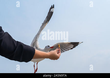 Closeup Bild einer Person steigende Hand Fütterung eine schöne Feder Möwe mit blauer Himmel Stockfoto