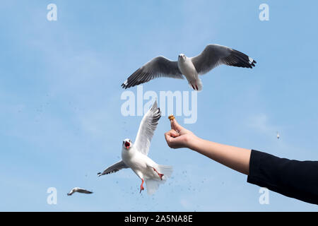 Closeup Bild einer Person steigende Hand Fütterung eine schöne Feder Möwe mit blauer Himmel Stockfoto