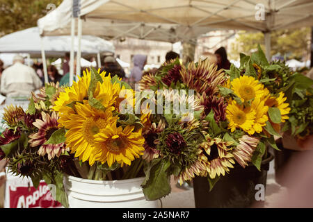 Boston, Massachusetts - Oktober 3., 2019: Strauß mit frischen Sonnenblumen auf einem Bauernmarkt im Copley Square, Boston (Helianthus) Stockfoto