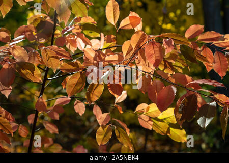 Herbstfarben im Laubwald. Rot, Gelb im Oktober Park. Europa, Polen, Masowien. Stockfoto