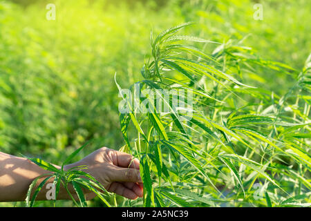 Blatt wilden Hanf auf Hand mit einem Lederband aus der Uhr. Die charakteristische Spitz Green Leaf, gerade im Bereich abgeholt. Stockfoto