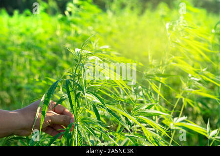 Blatt wilden Hanf auf Hand mit einem Lederband aus der Uhr. Die charakteristische Spitz Green Leaf, gerade im Bereich abgeholt. Stockfoto