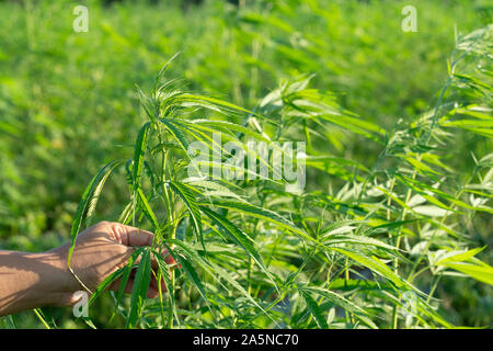 Blatt wilden Hanf auf Hand mit einem Lederband aus der Uhr. Die charakteristische Spitz Green Leaf, gerade im Bereich abgeholt. Stockfoto