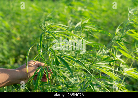 Blatt wilden Hanf auf Hand mit einem Lederband aus der Uhr. Die charakteristische Spitz Green Leaf, gerade im Bereich abgeholt. Stockfoto