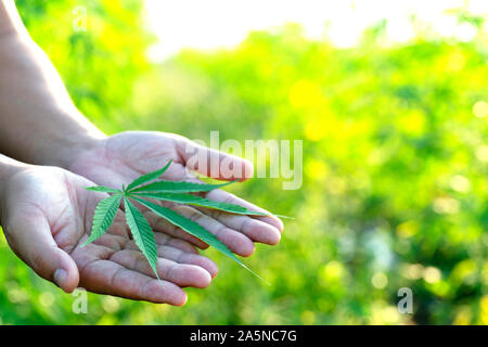 Blatt wilden Hanf auf Hand mit einem Lederband aus der Uhr. Die charakteristische Spitz Green Leaf, gerade im Bereich abgeholt. Stockfoto