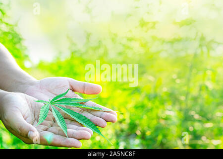 Blatt wilden Hanf auf Hand mit einem Lederband aus der Uhr. Die charakteristische Spitz Green Leaf, gerade im Bereich abgeholt. Stockfoto